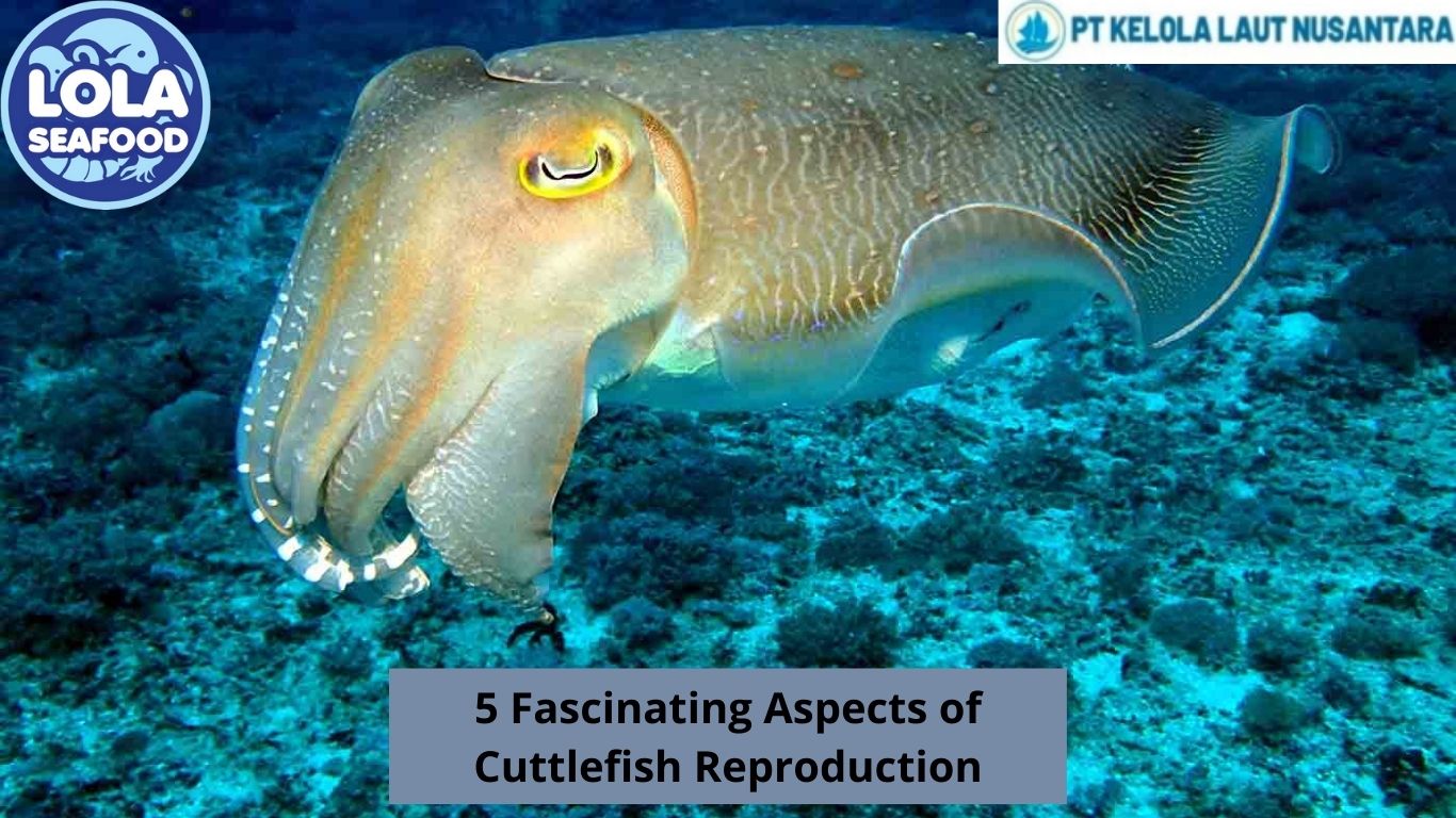 5 Fascinating Aspects of Cuttlefish Reproduction